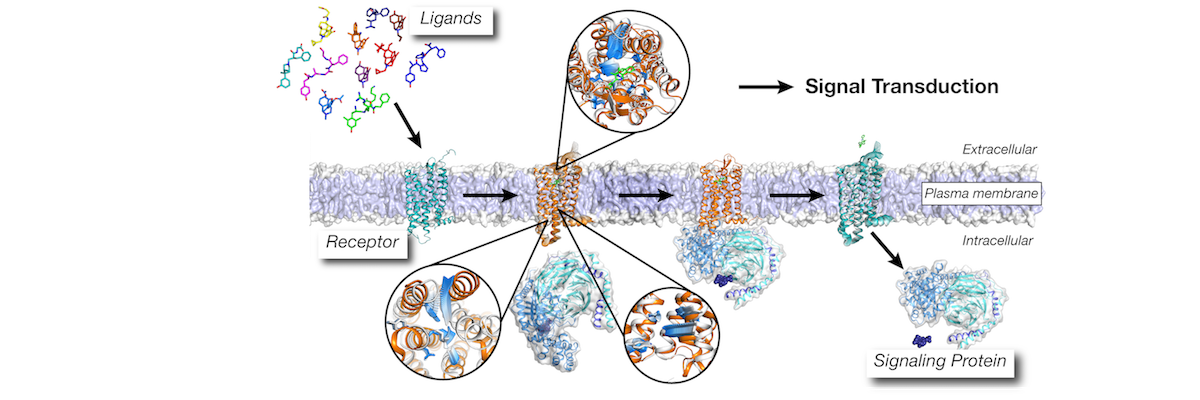 Permalink to: Understanding transmembrane signaling mechanism